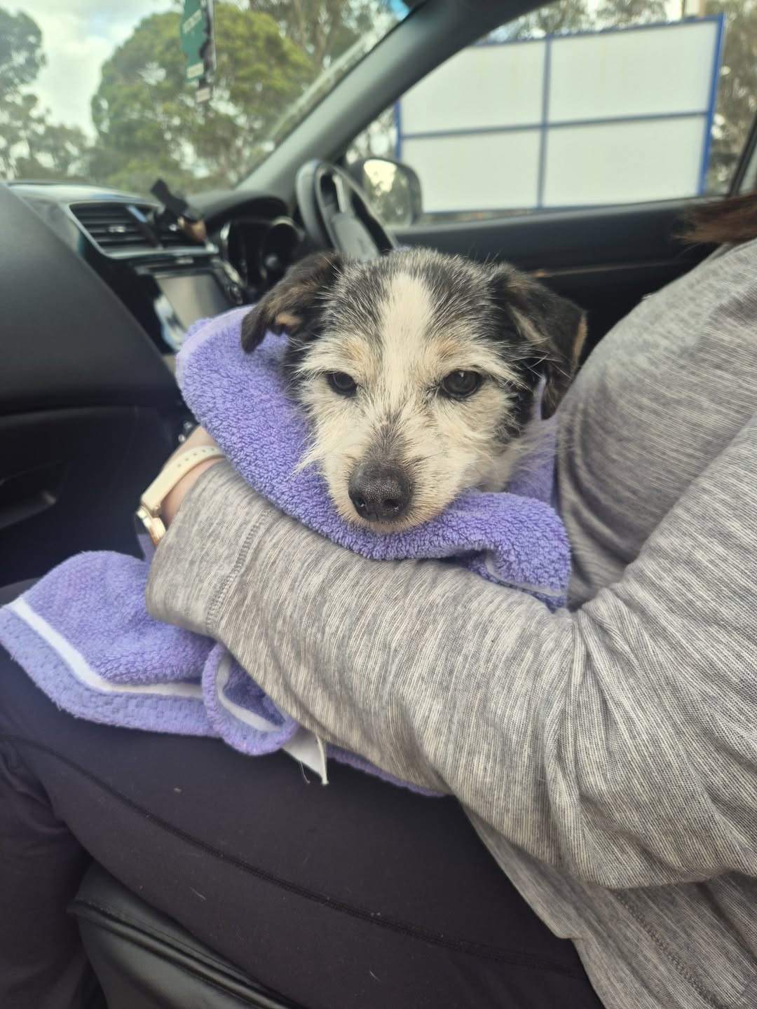 Found Dog in Melton
