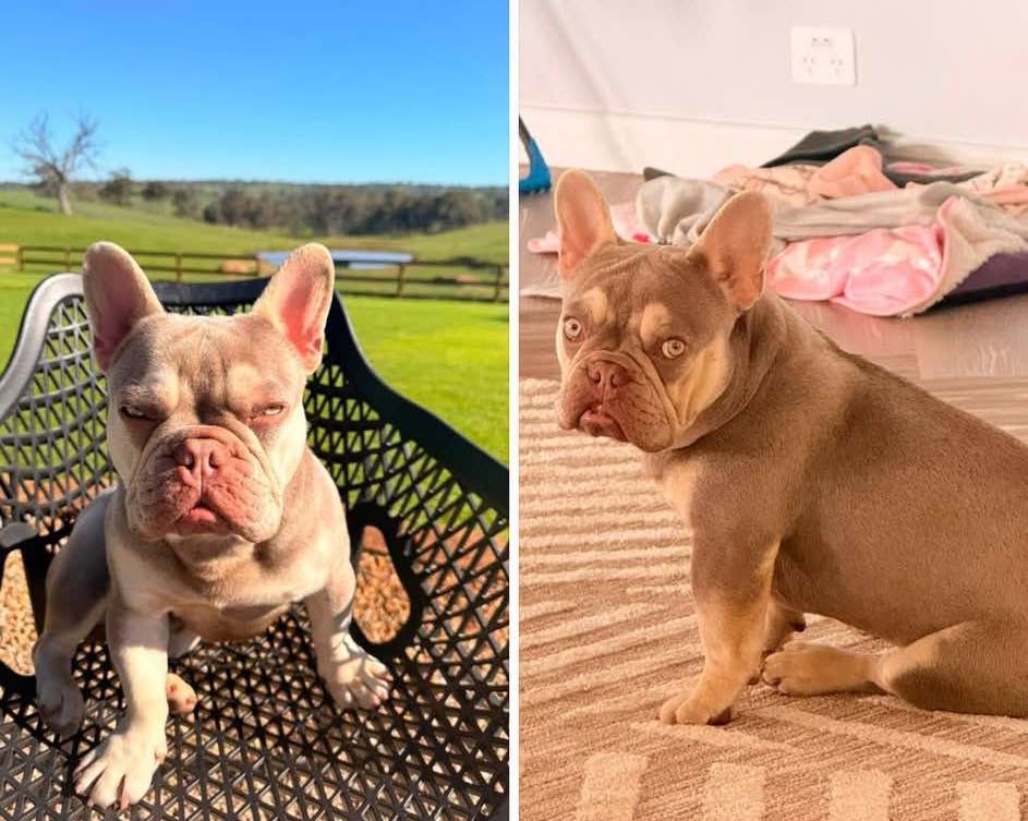Lost Dog in Adelaide