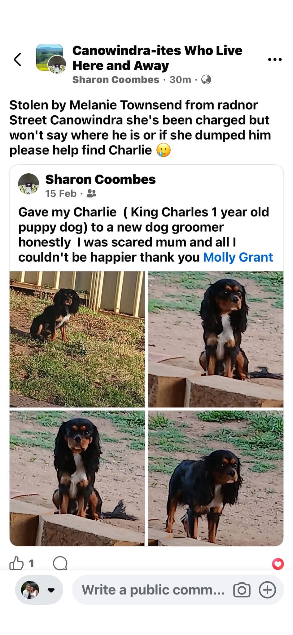 Lost dog