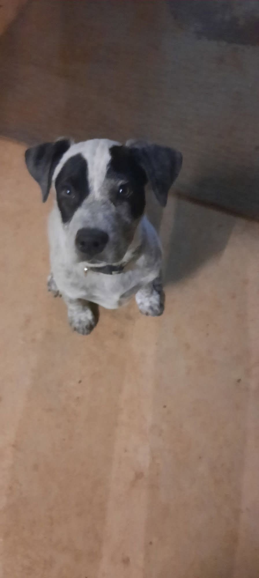 Lost Dog in Loveday
