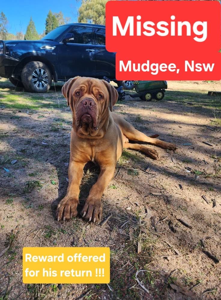 Lost Dog in New South Wales