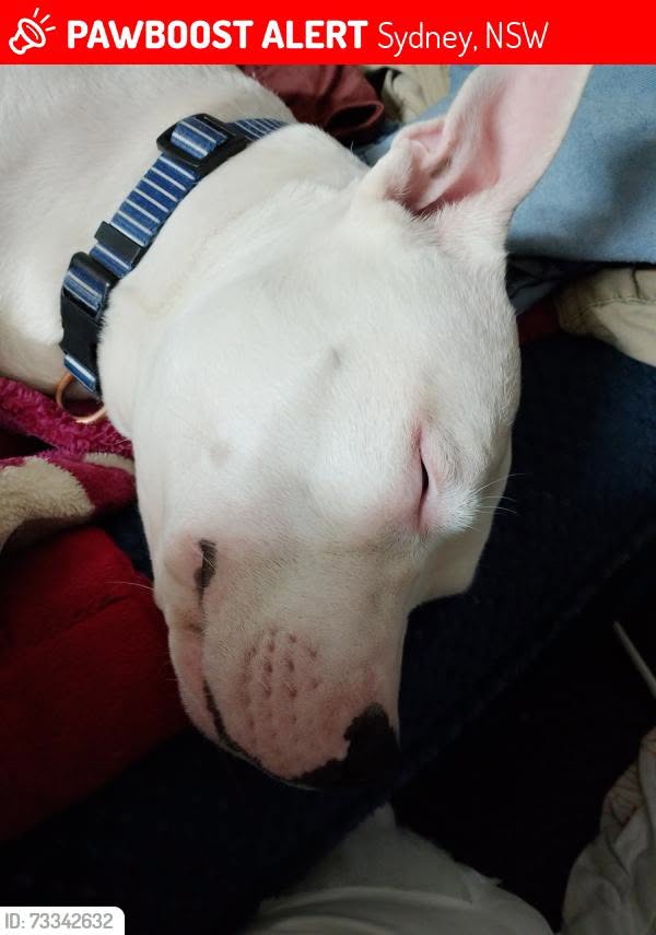 Lost dog