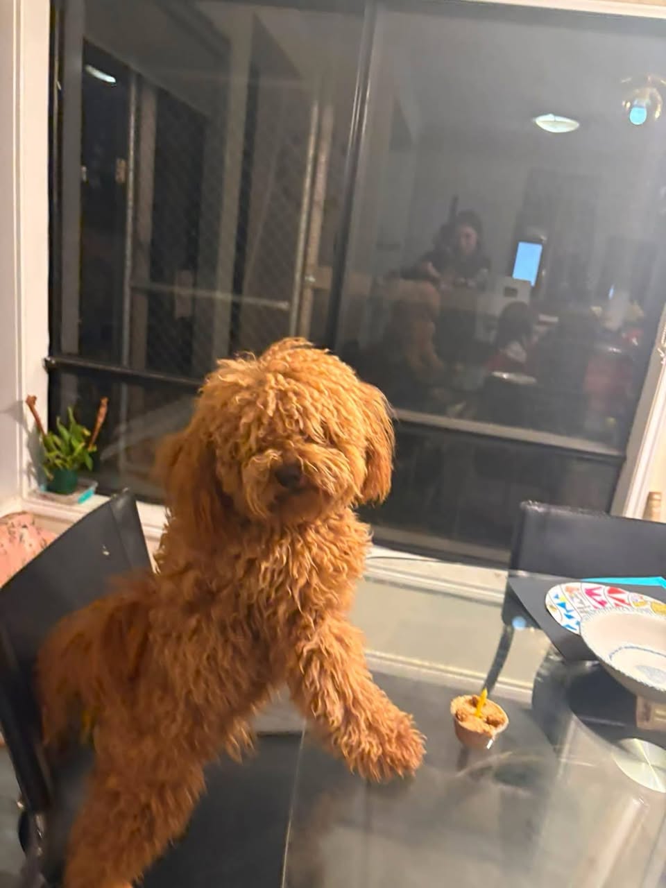 Lost Dog in Kinglake