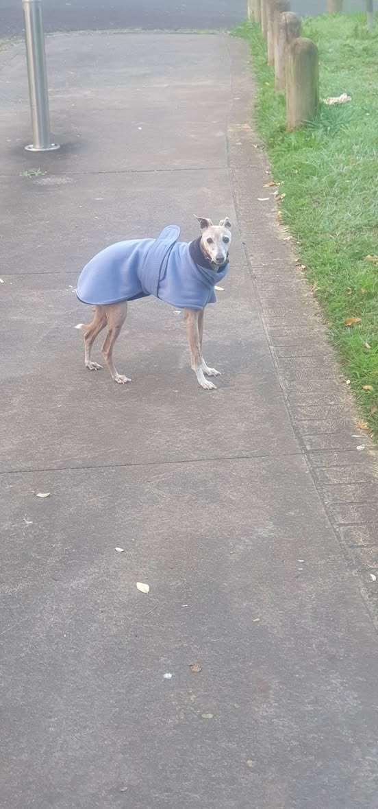 Found Dog in Lismore