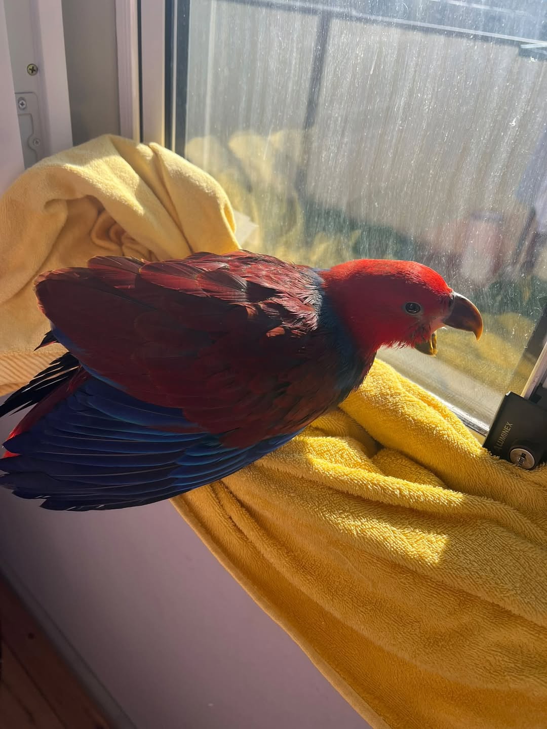 Lost Bird in Australia