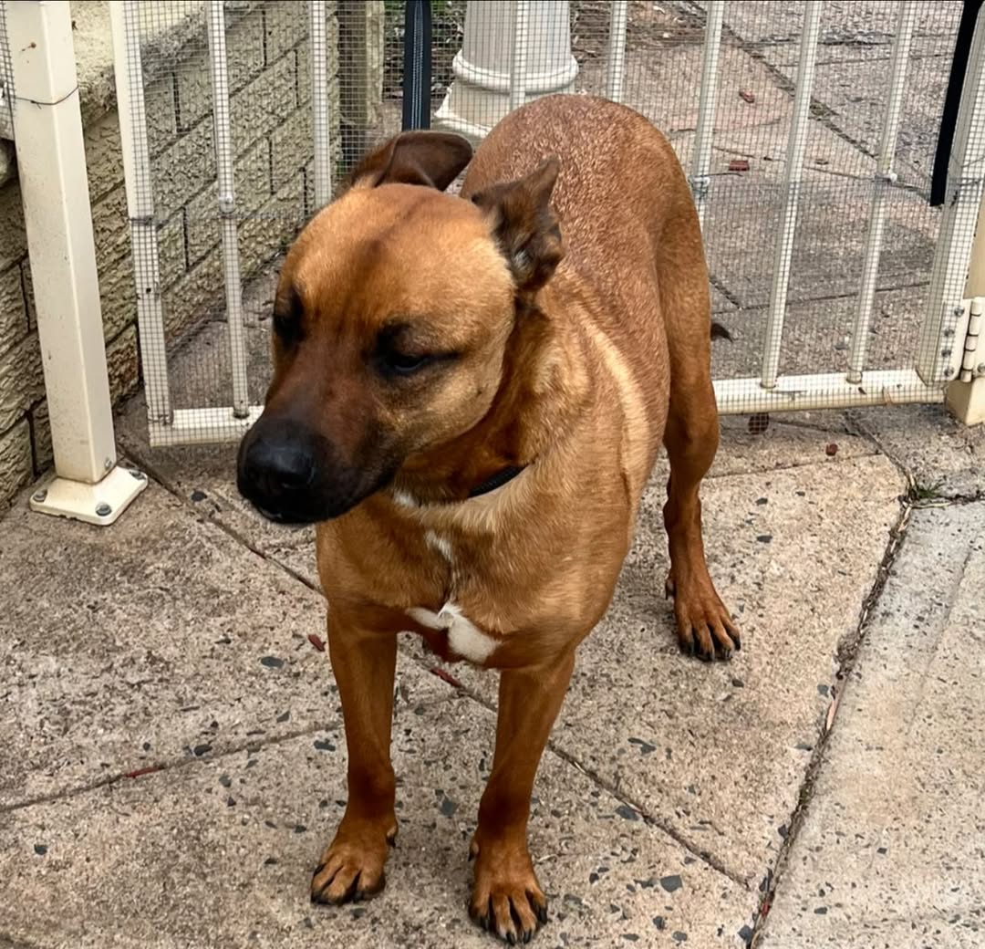Found dog