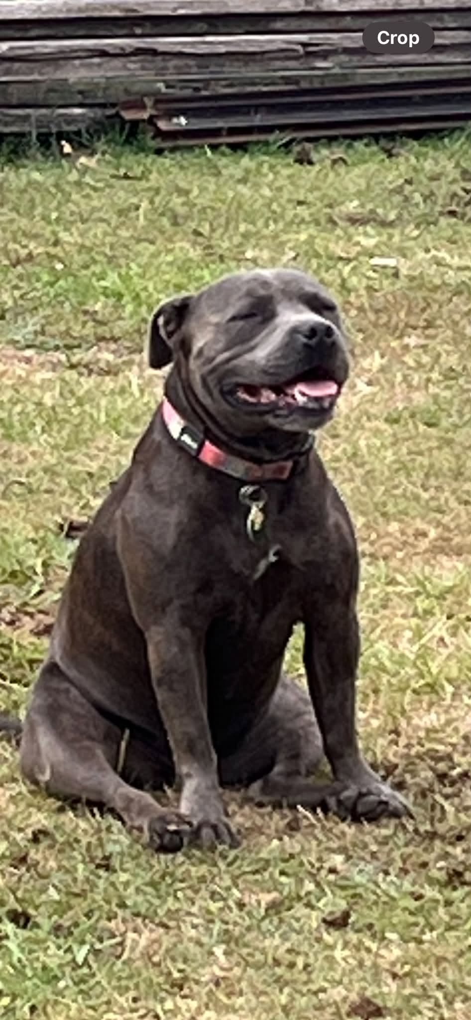 Lost dog