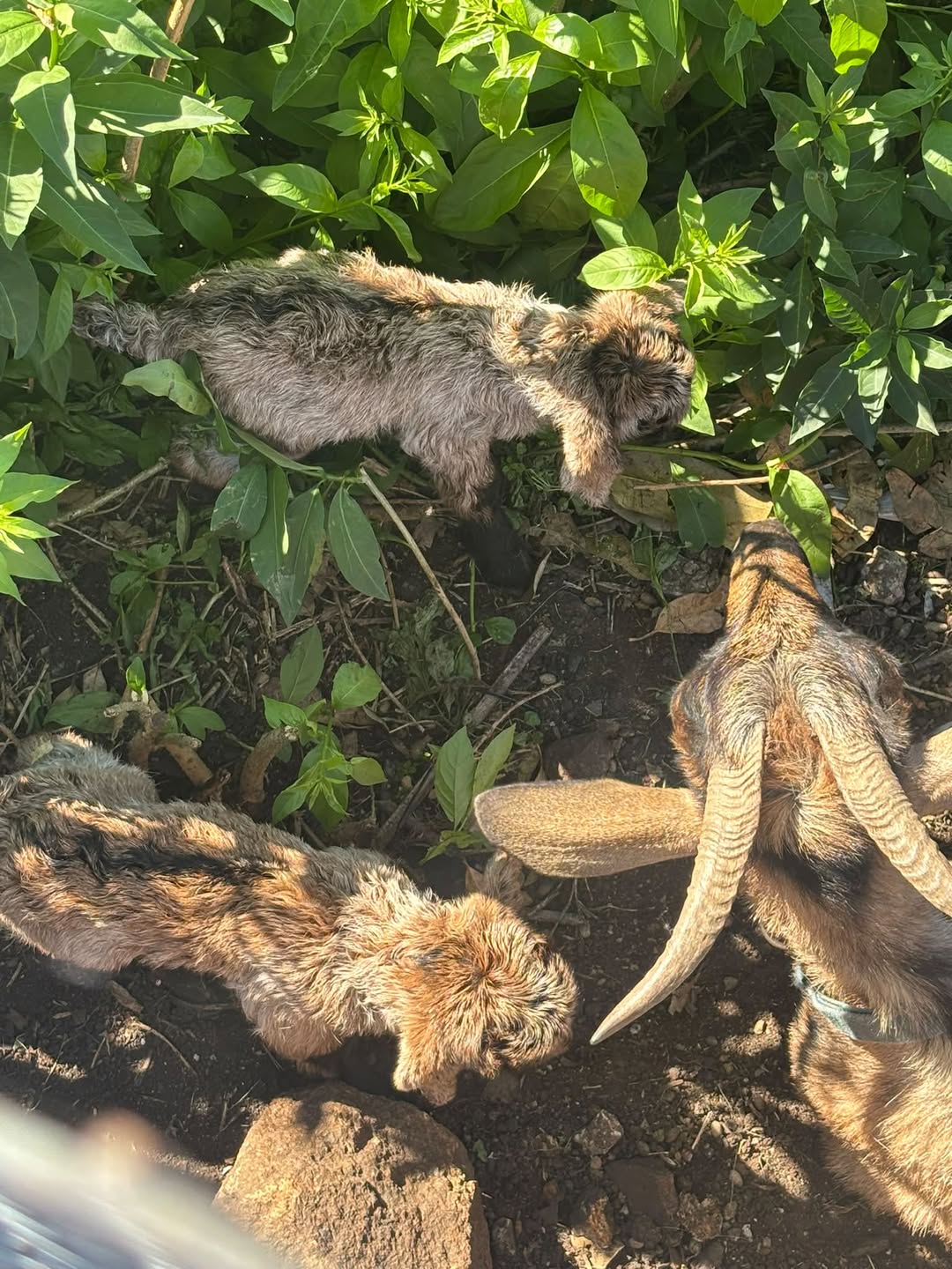 Lost Goat in Wollongong