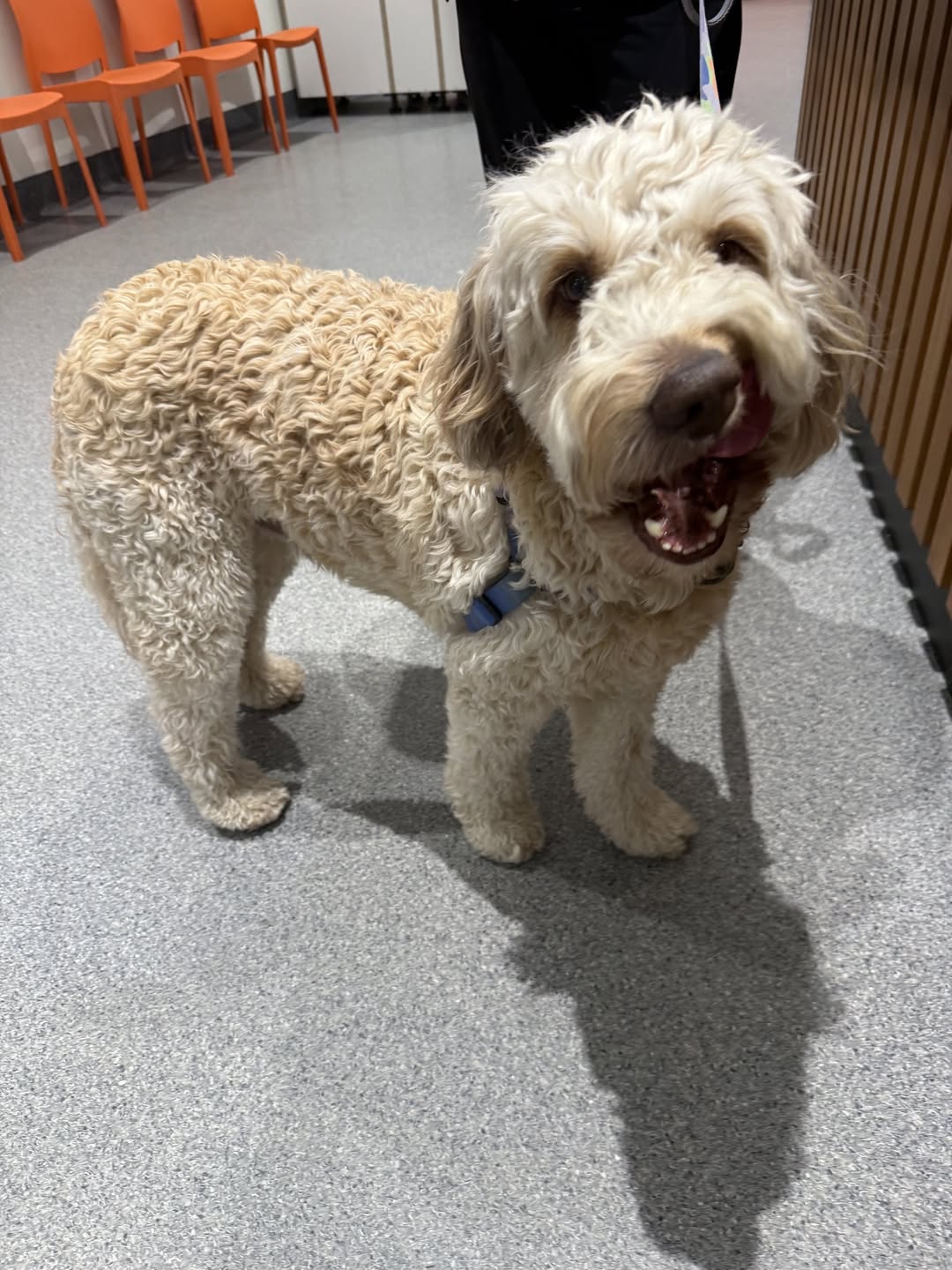 Found Dog in Cremorne Point