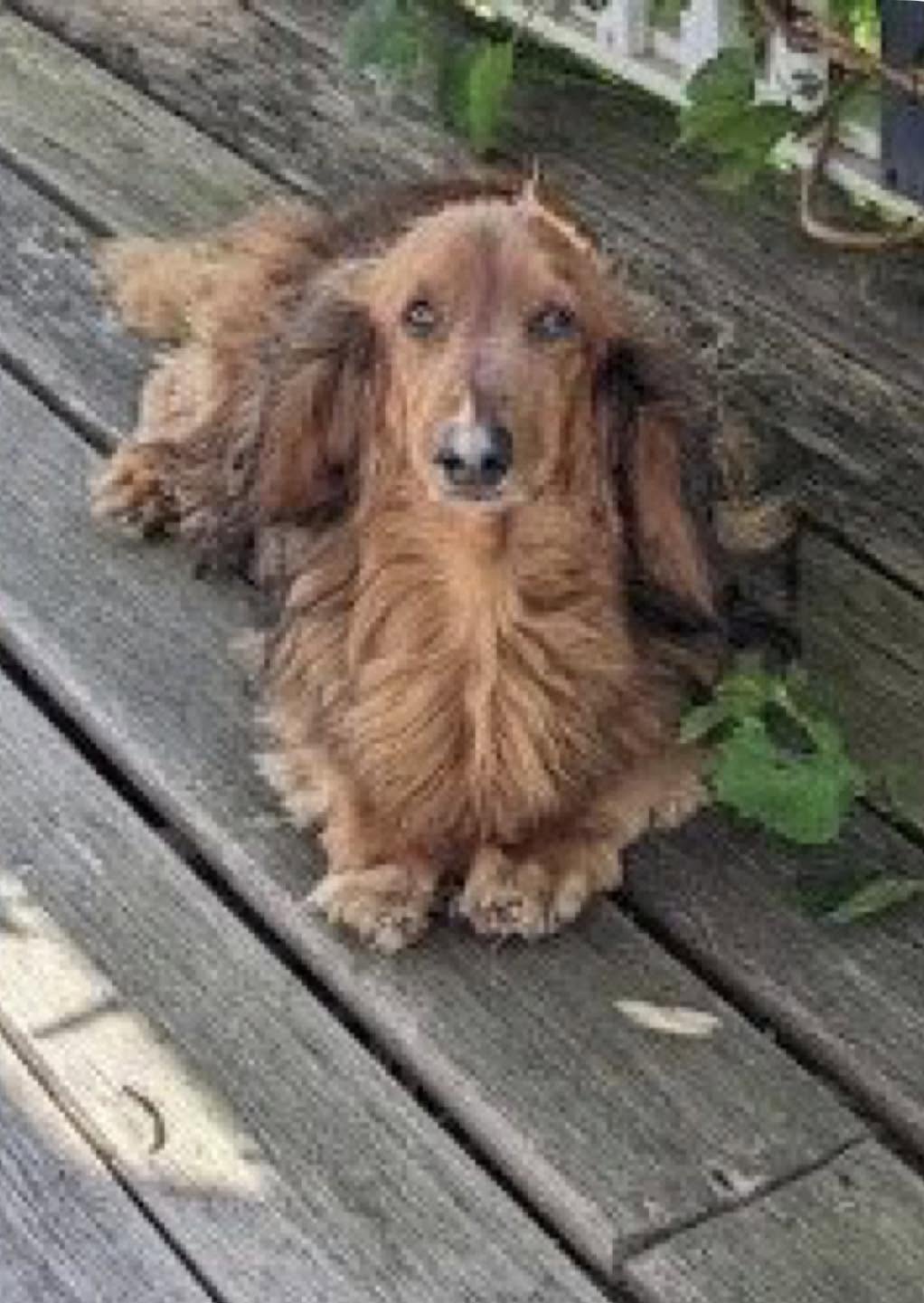 Lost Dog in Clayton Bay