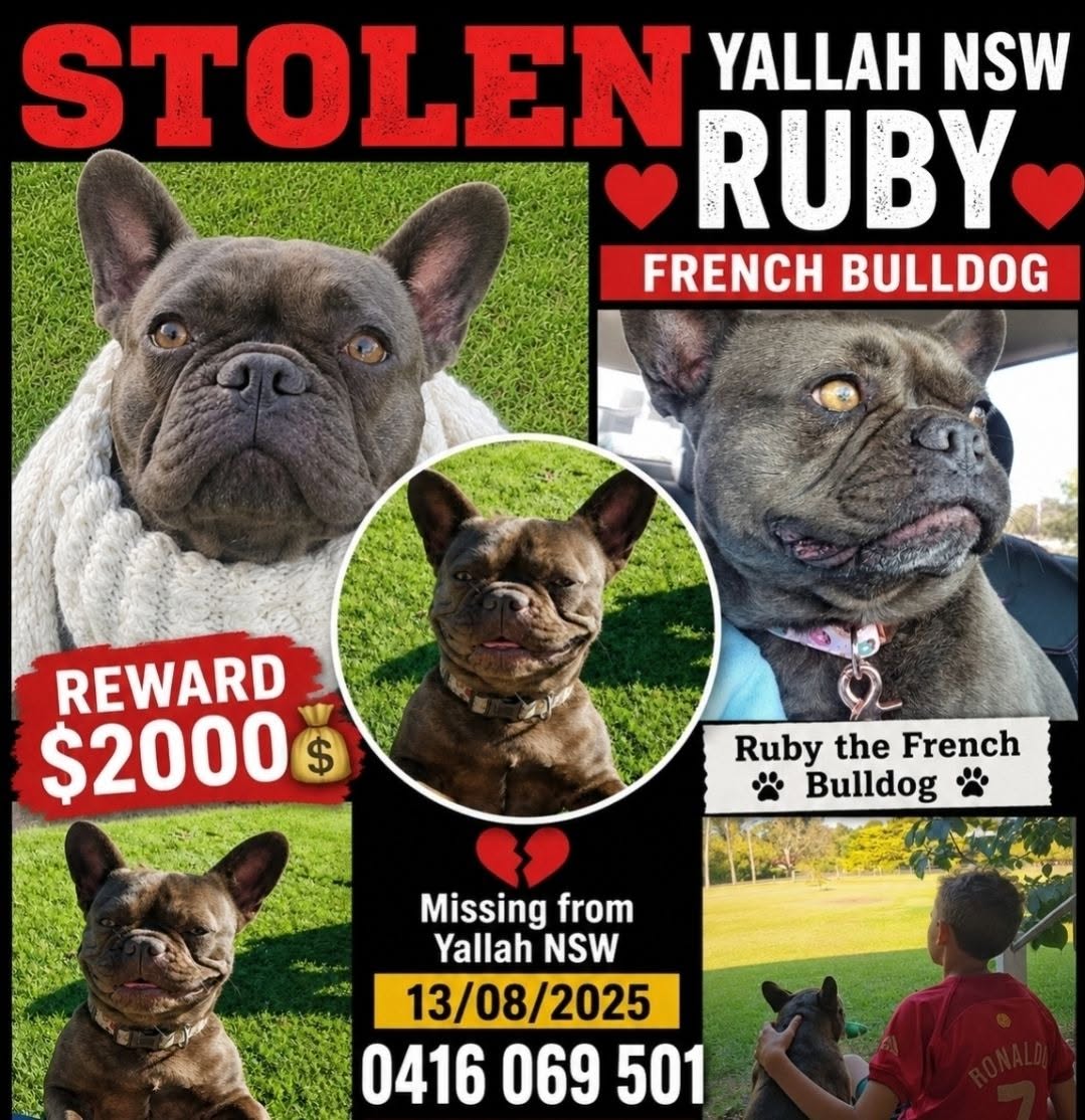 Lost Dog in New South Wales