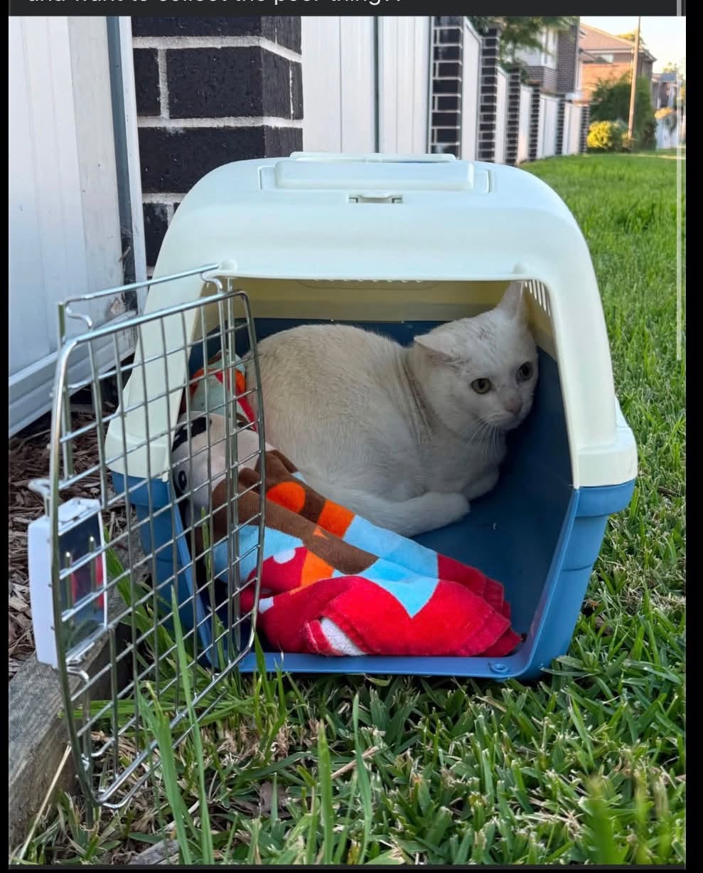Found cat