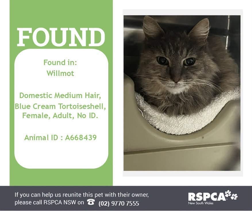 Found cat