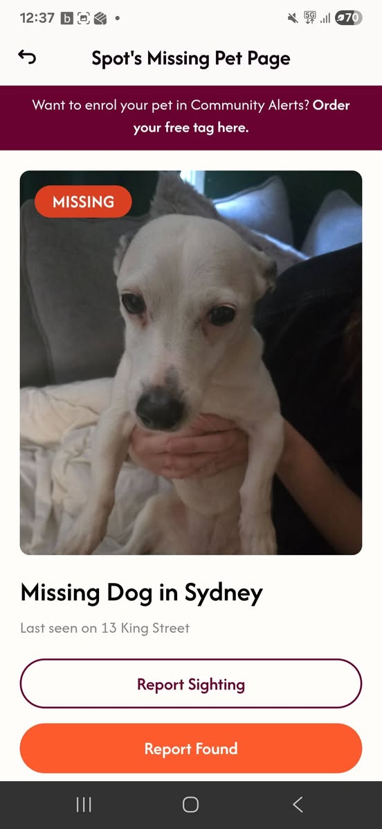 Lost Dog in Penrith