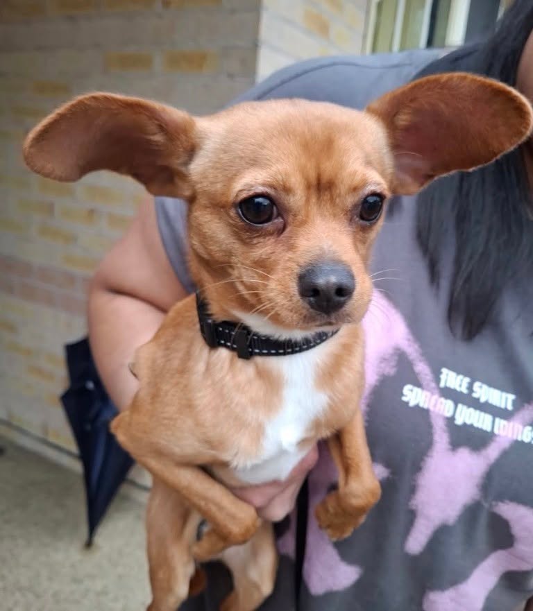 Found dog