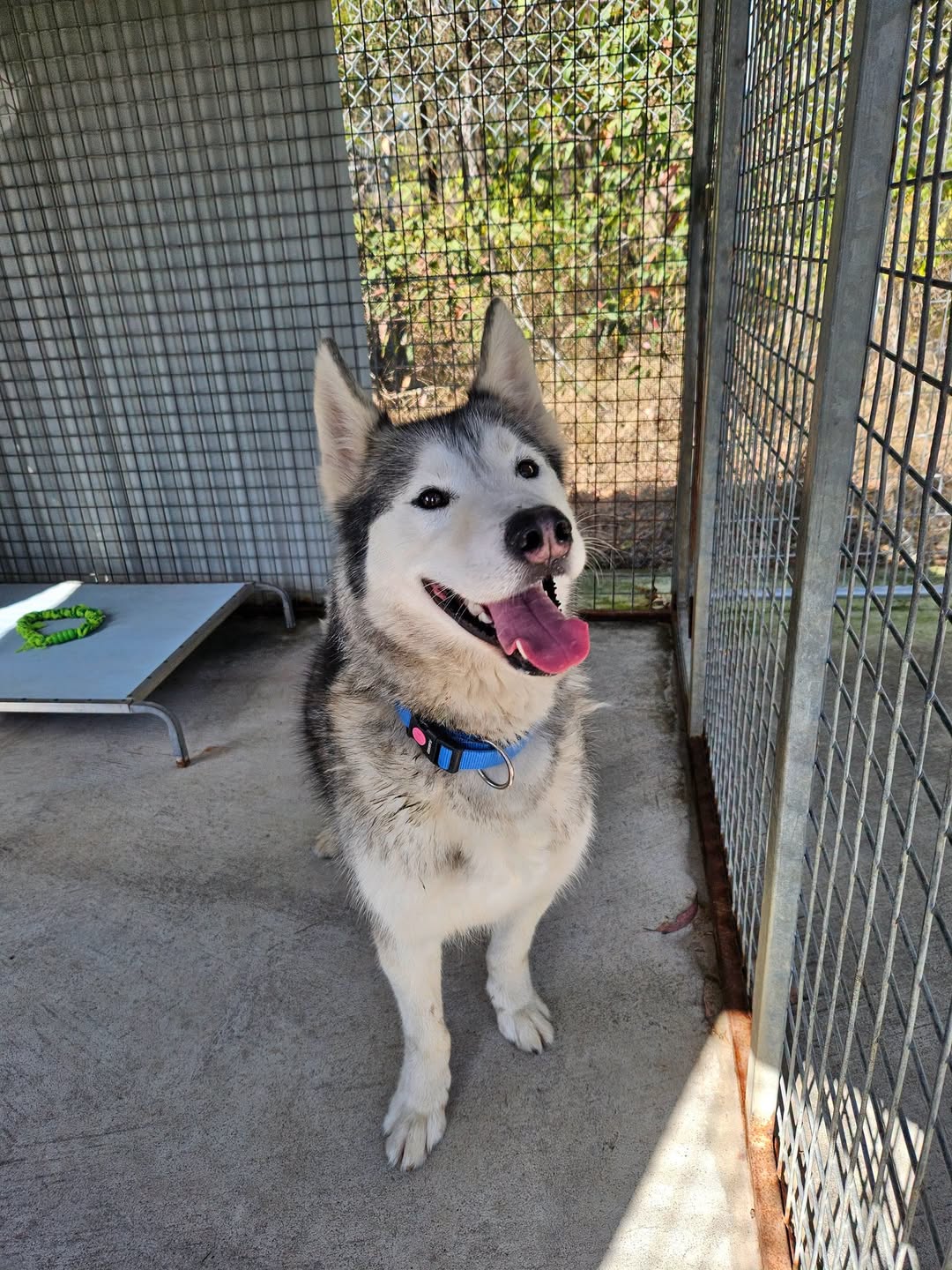 Found Dog in Nowra