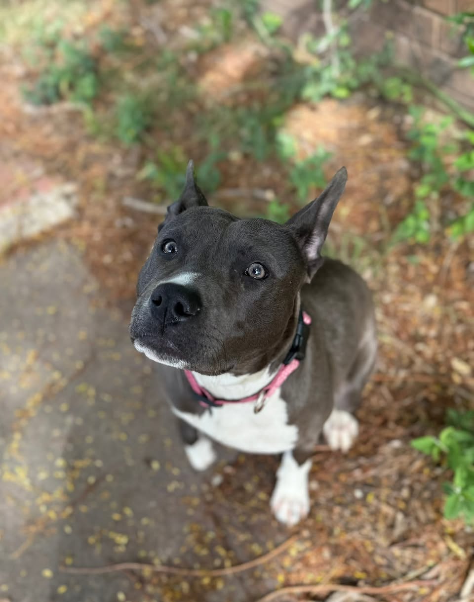 Found dog