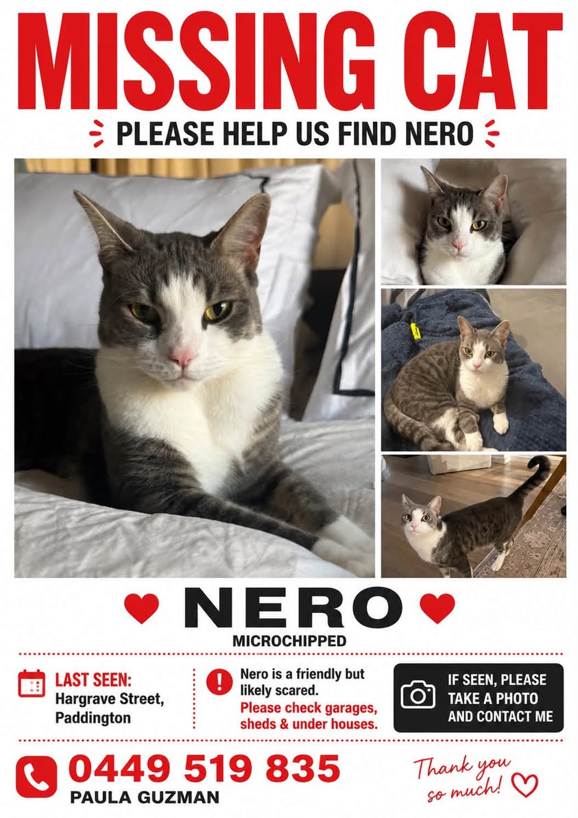Lost Cat in Paddington