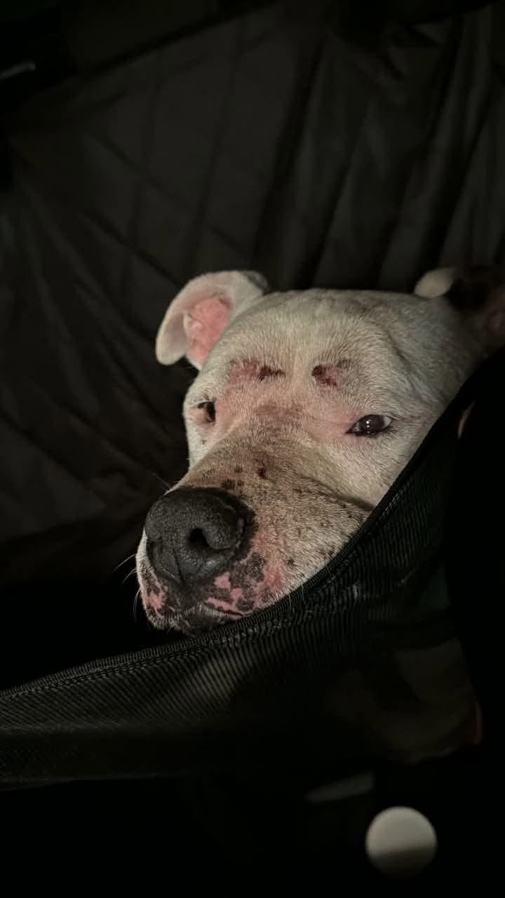 Found dog
