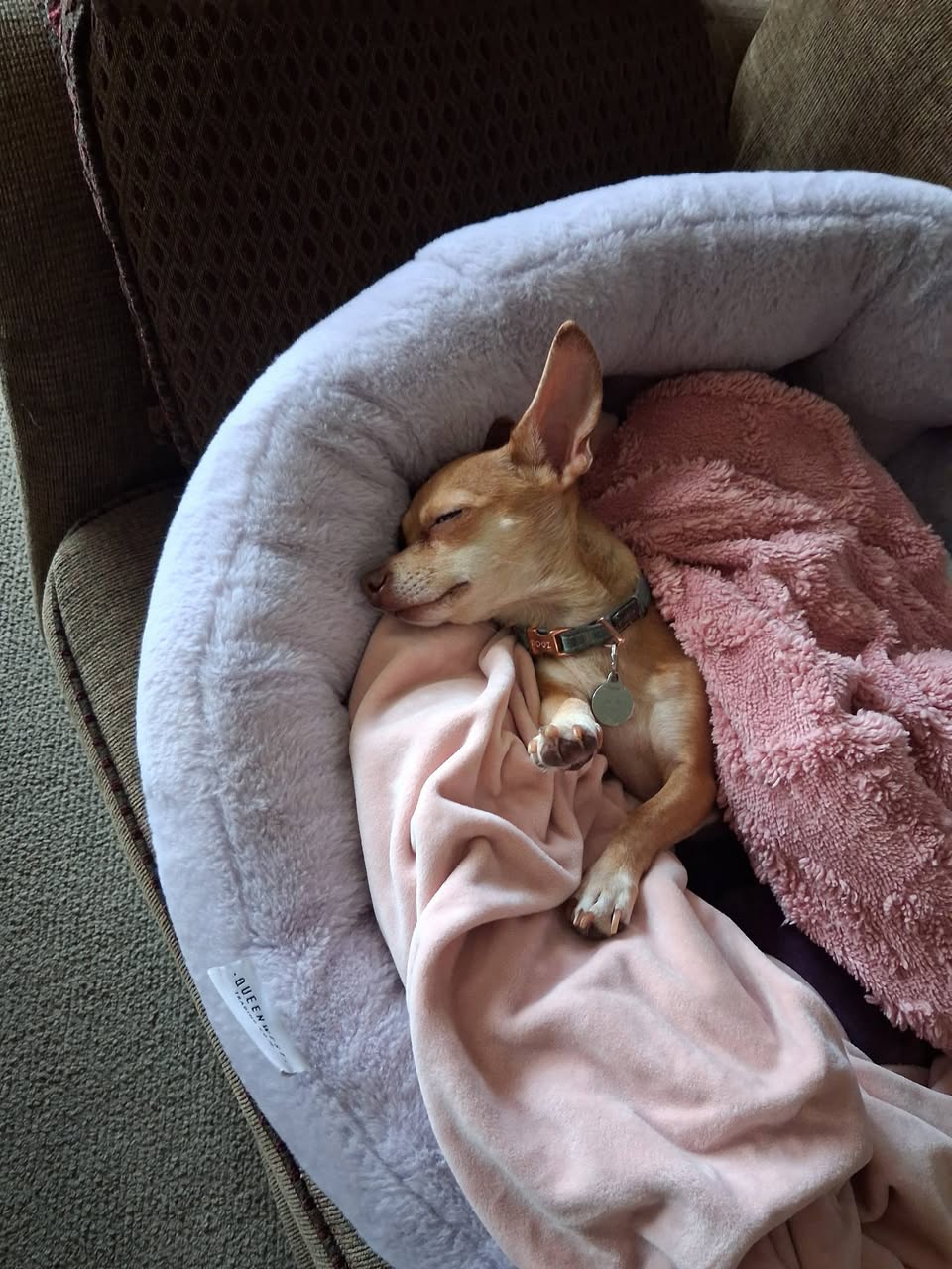 Lost Dog in Sherwood Park