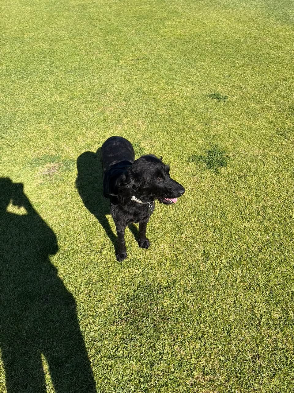 Lost dog