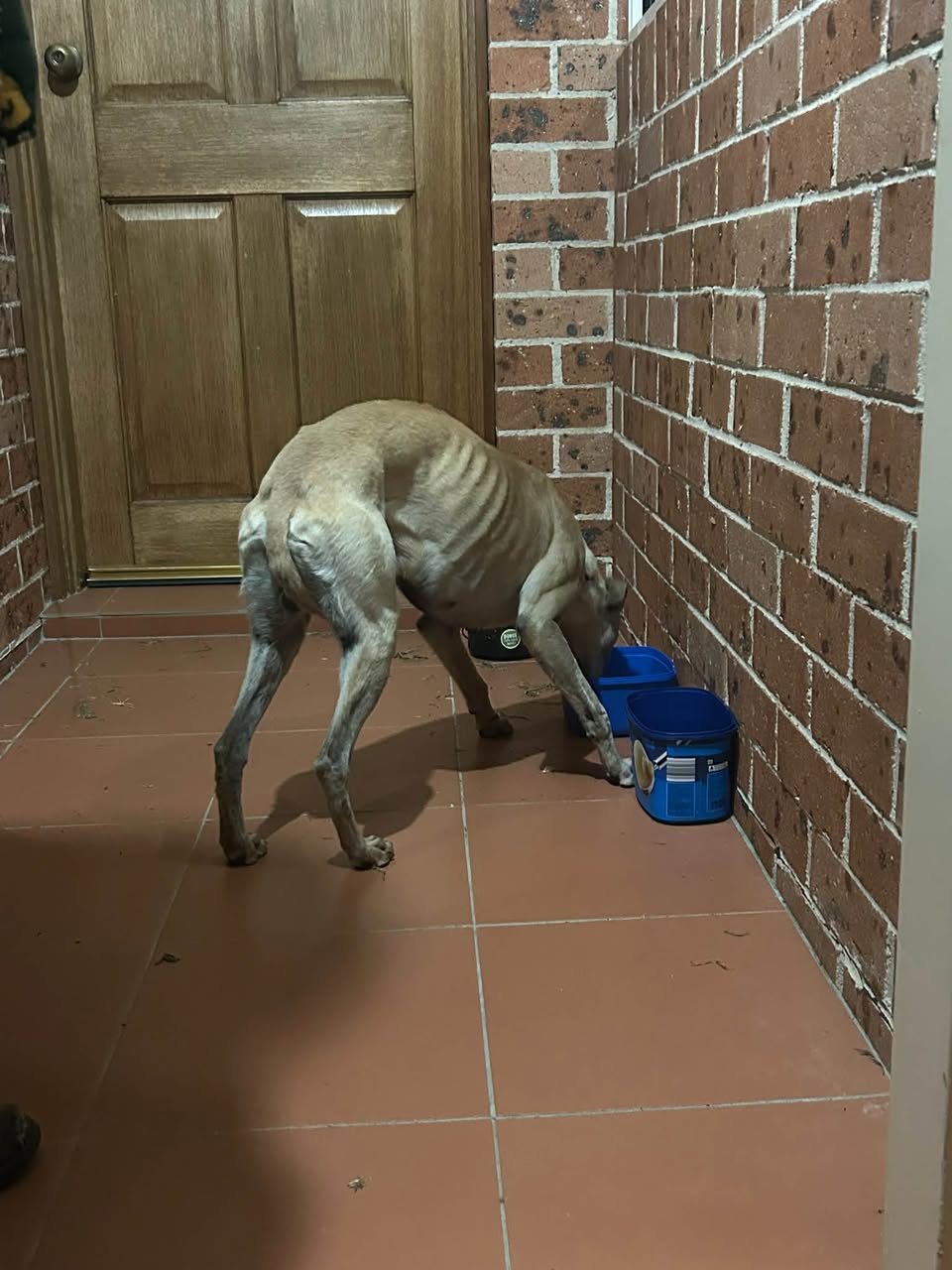 Found dog