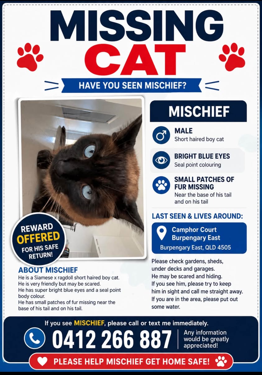 Lost Cat in Burpengary East