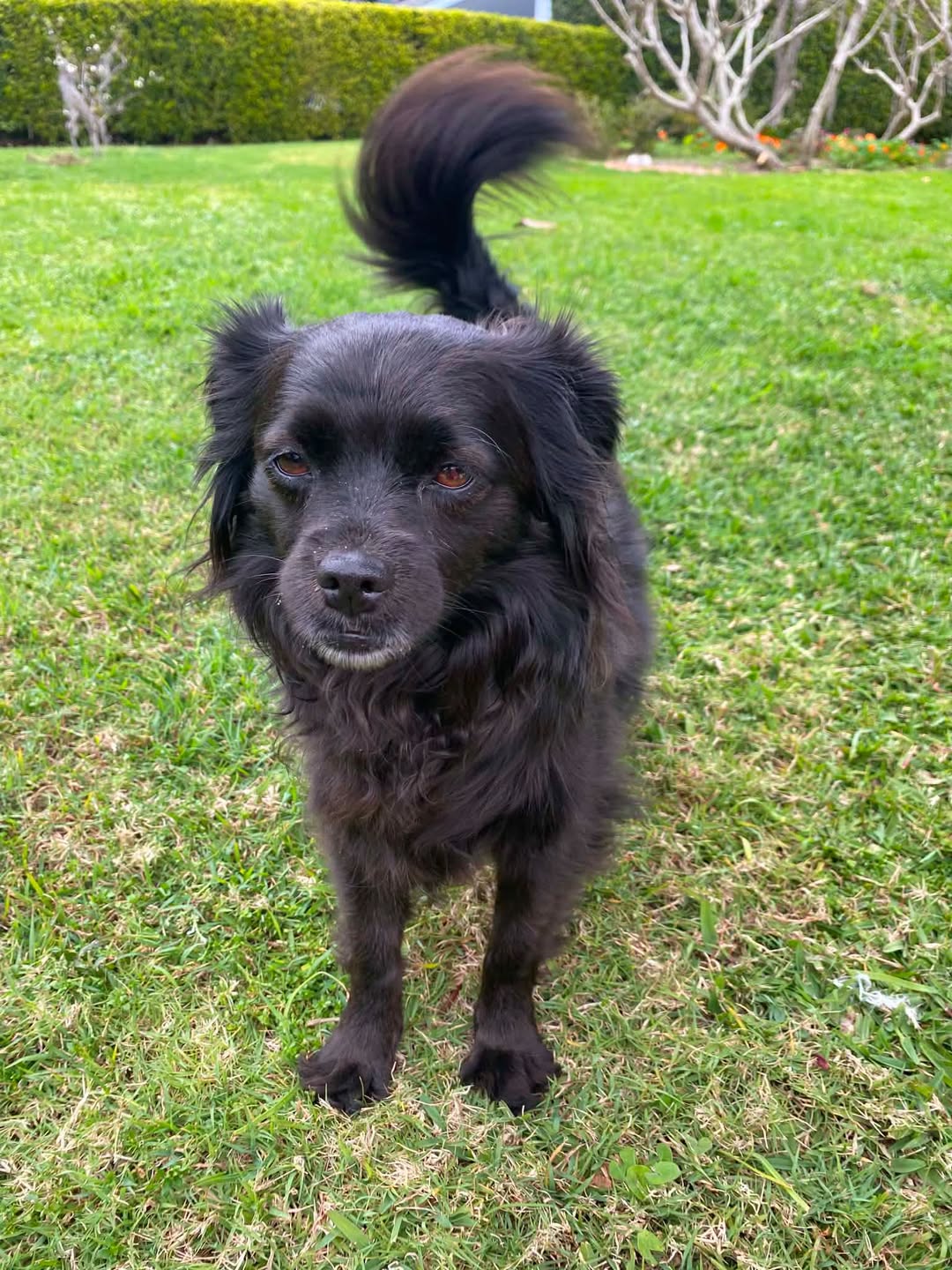Found dog
