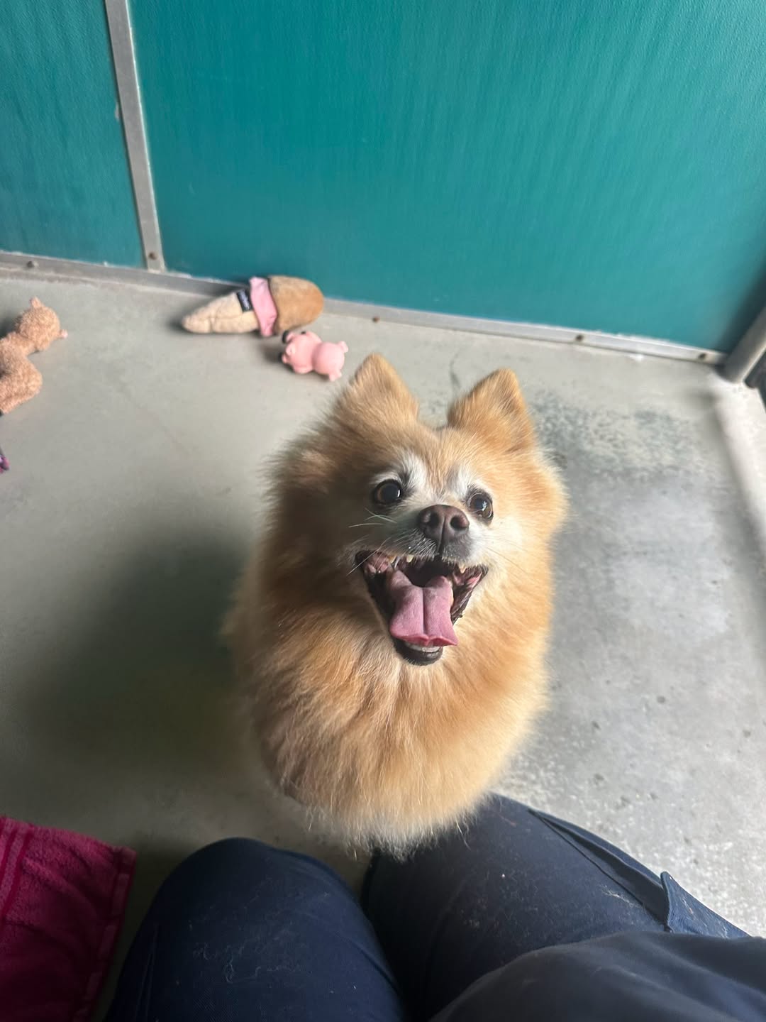 Found dog