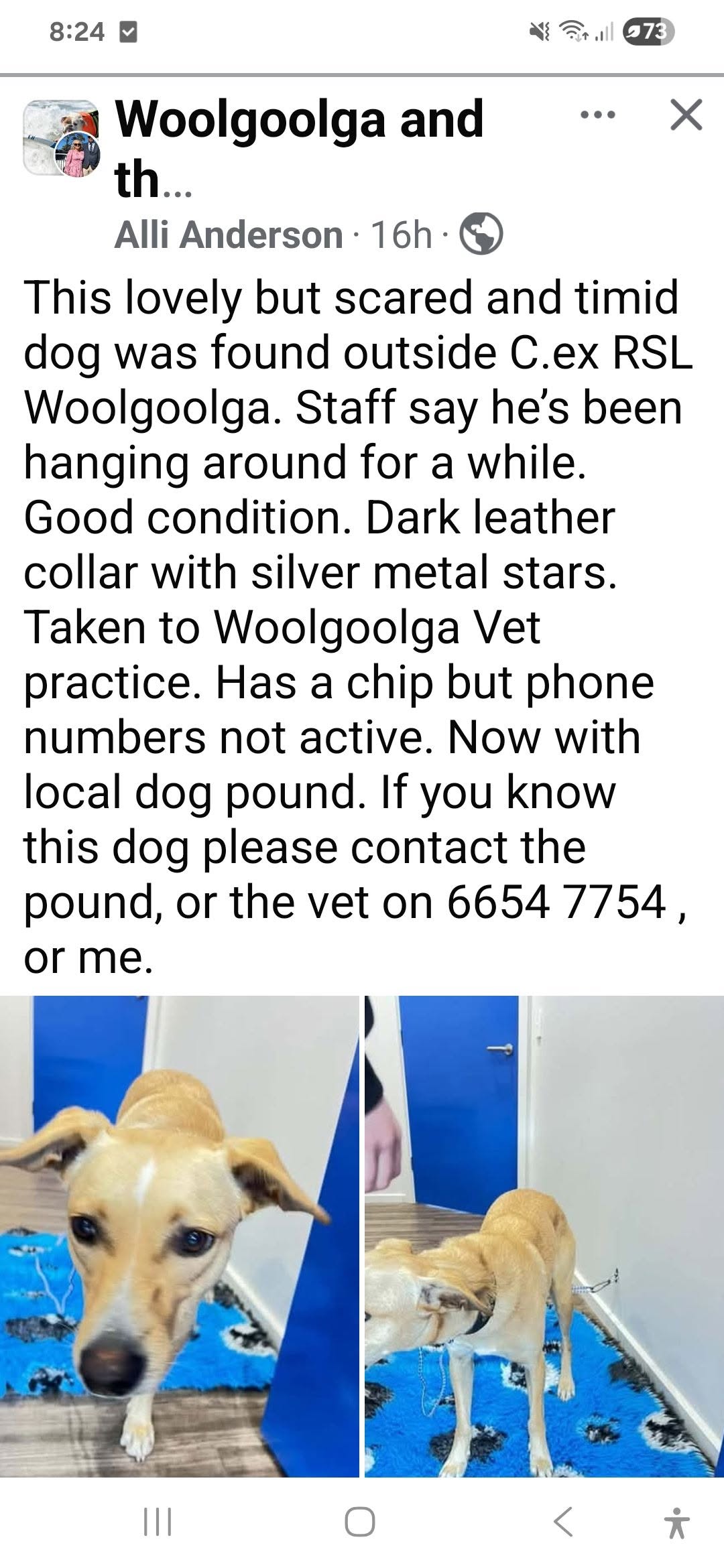 Found dog