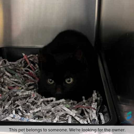 Found cat
