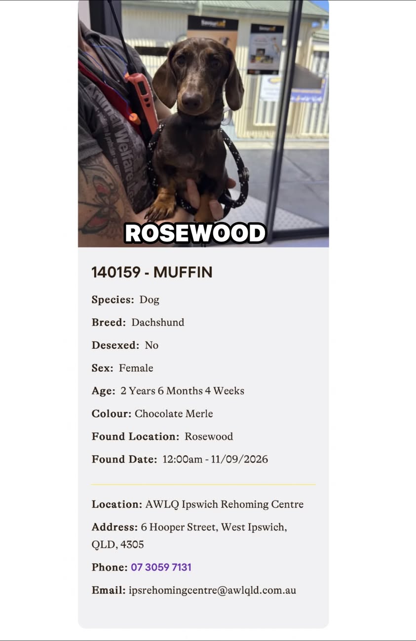 Found dog