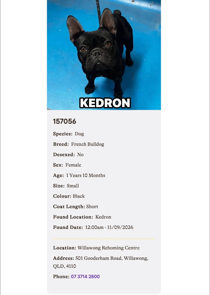 Found dog