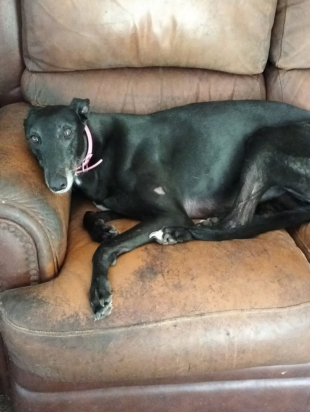 Lost dog