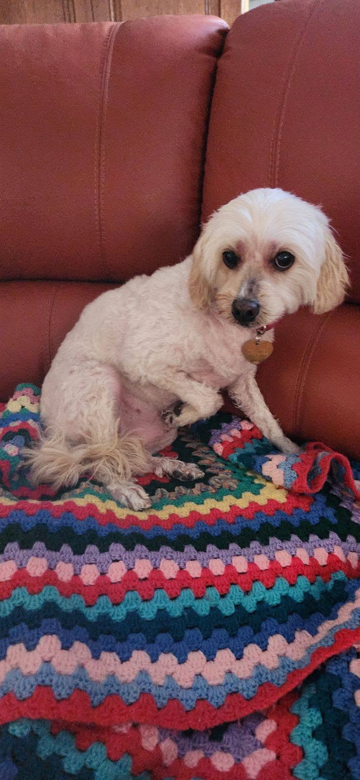 Lost Dog in Werribee