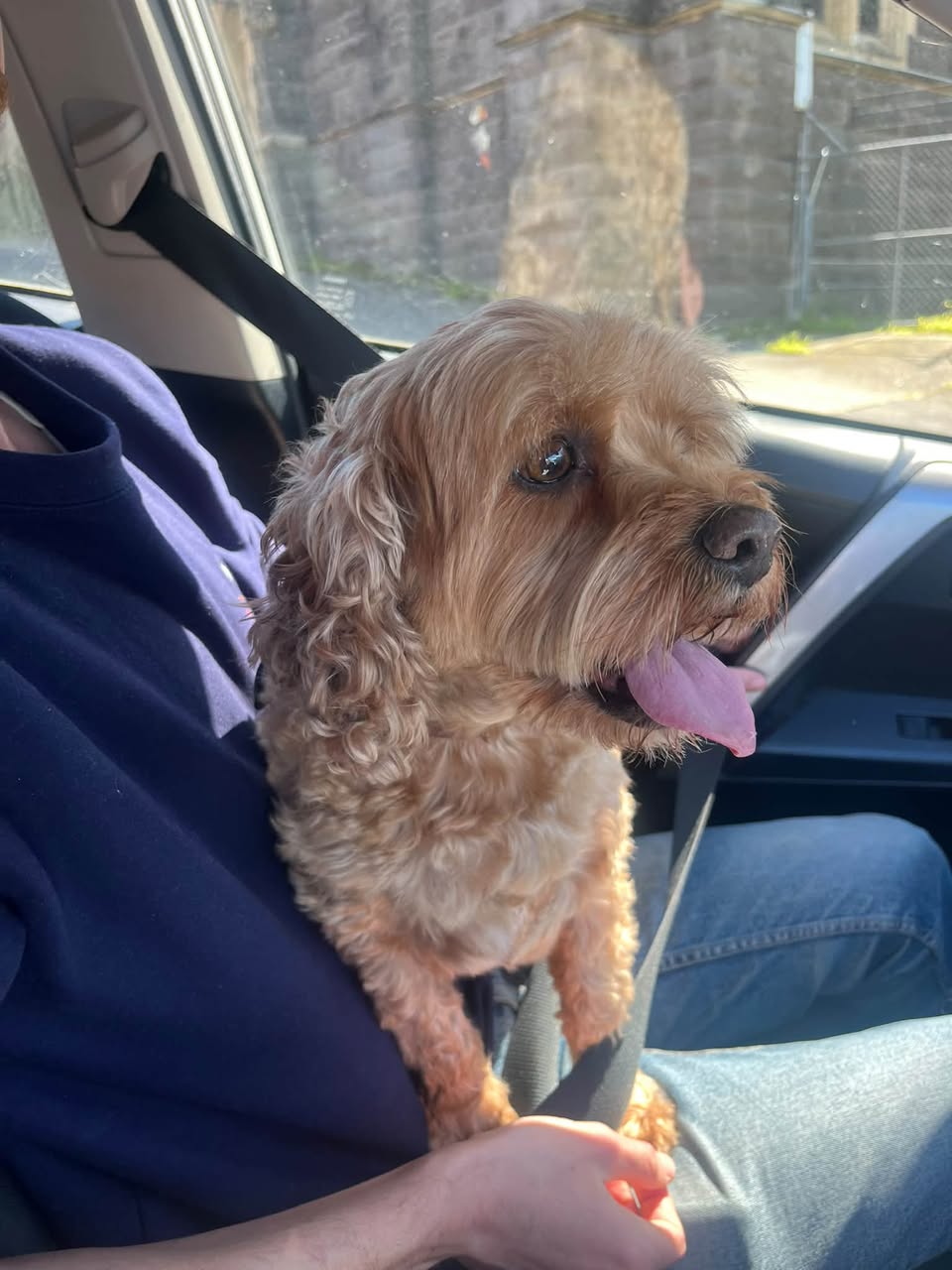 Found Dog in Ballarat