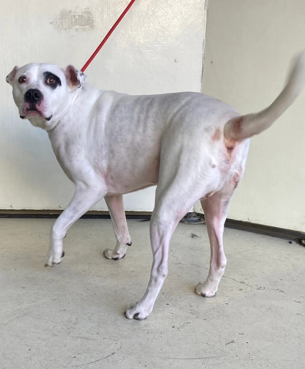 Found dog