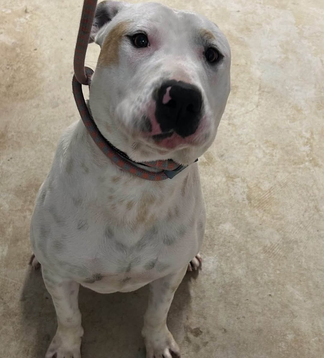 Found dog