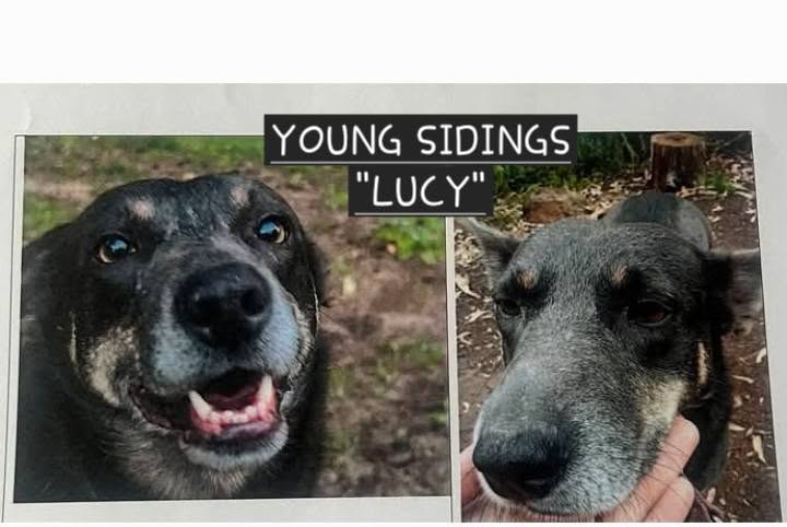 Lost dog