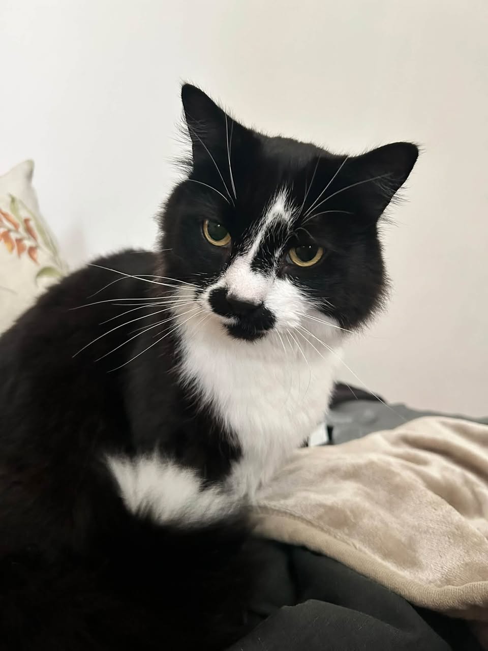 Lost Cat in Australia