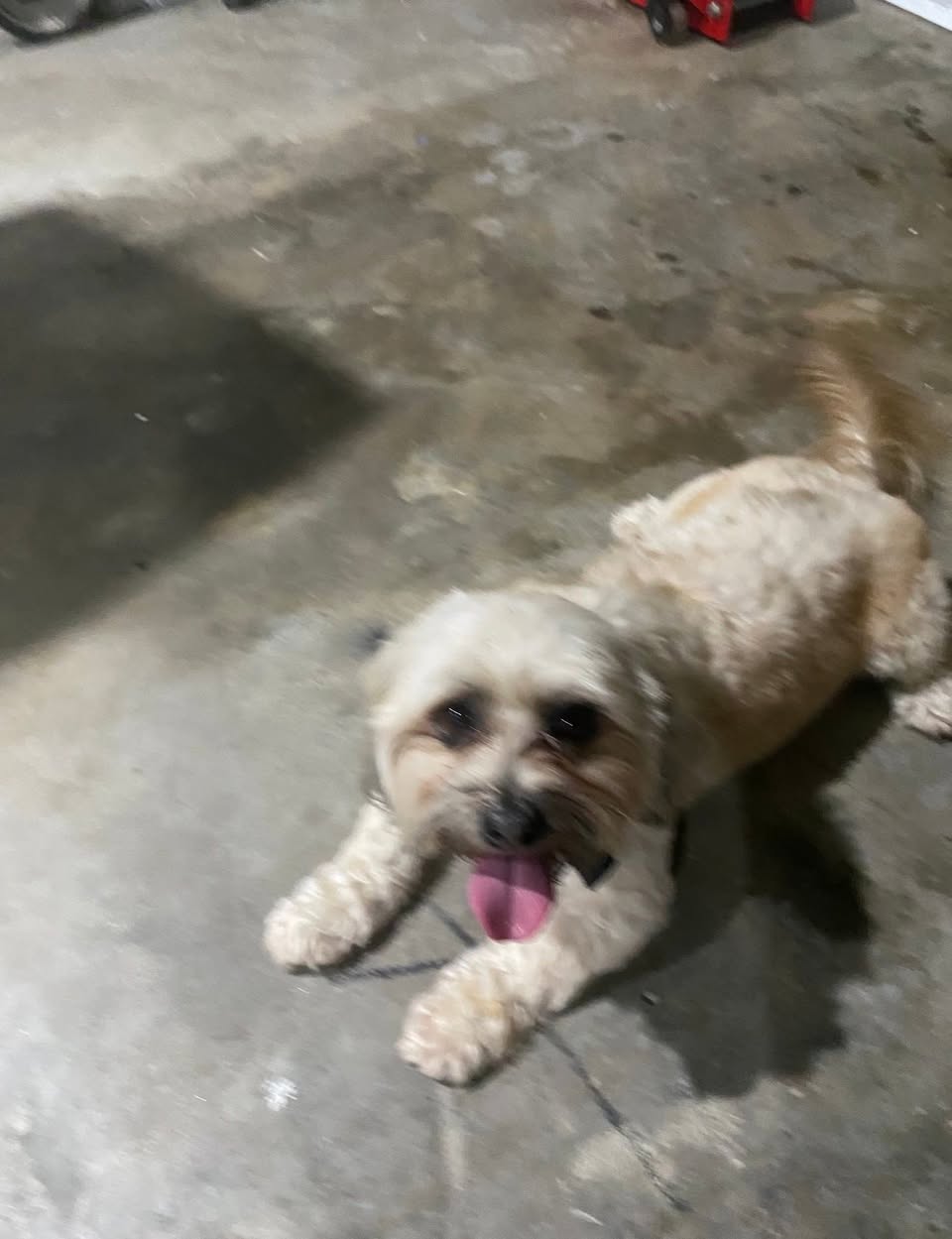 Found dog