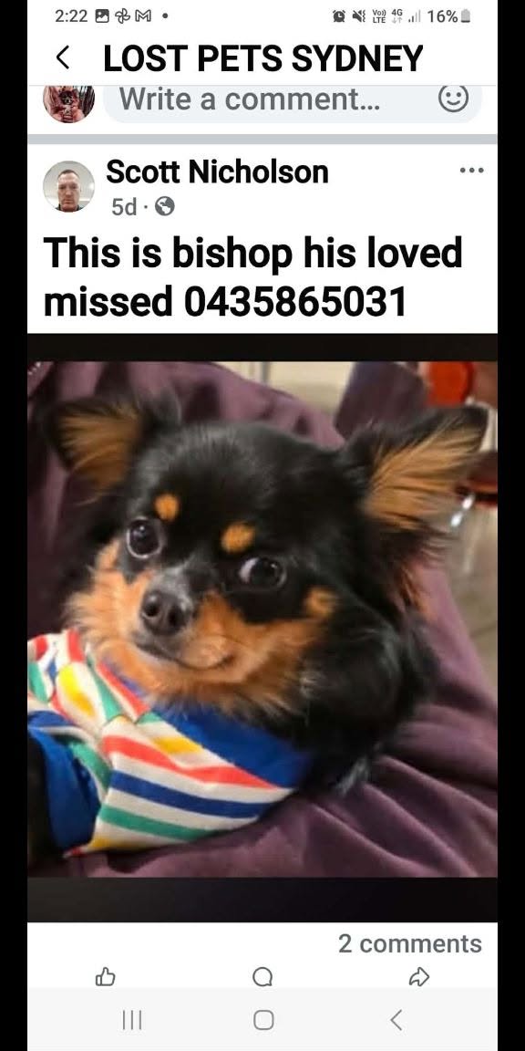 Lost Dog in Sydney