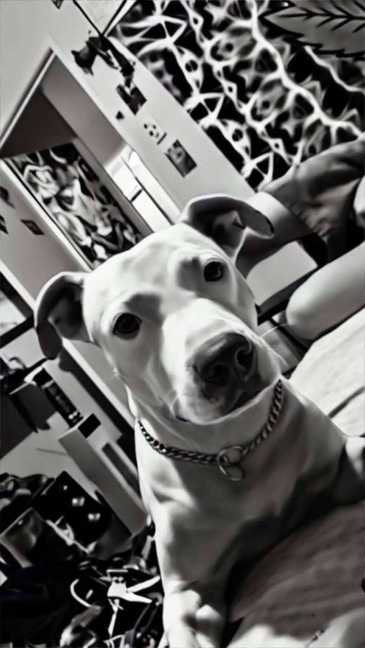 Lost Dog in Logan Central
