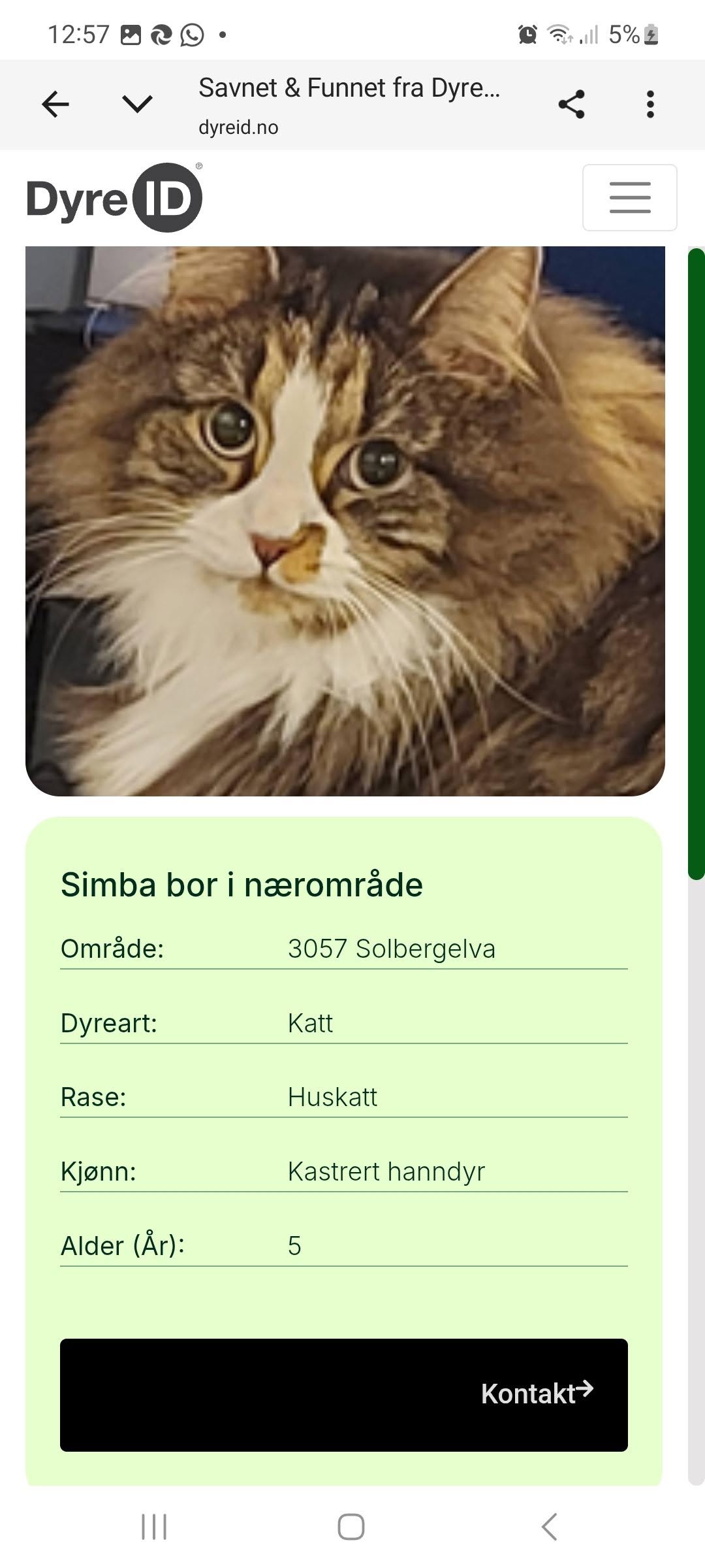 Lost Cat in Drammen