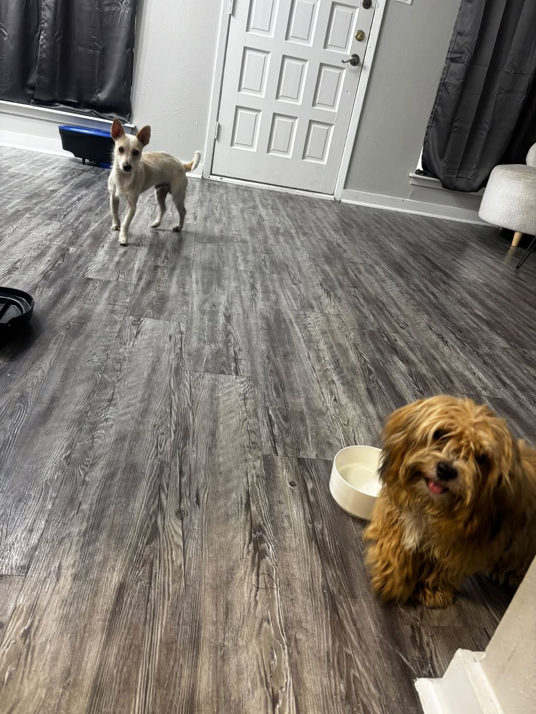 Found dog