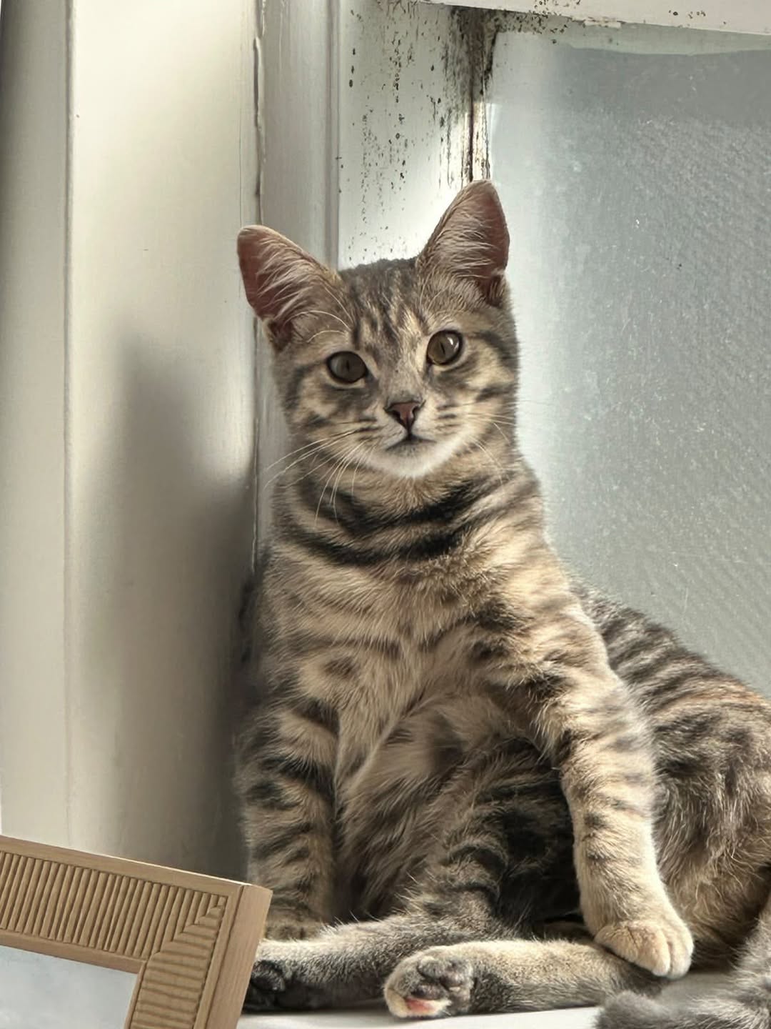 Lost cat