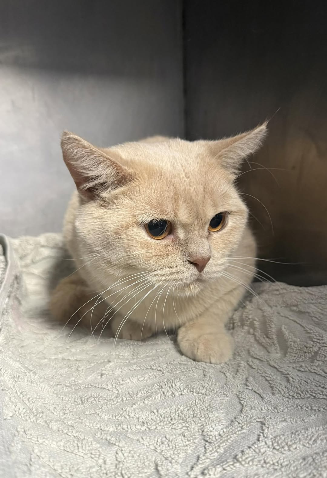 Found cat