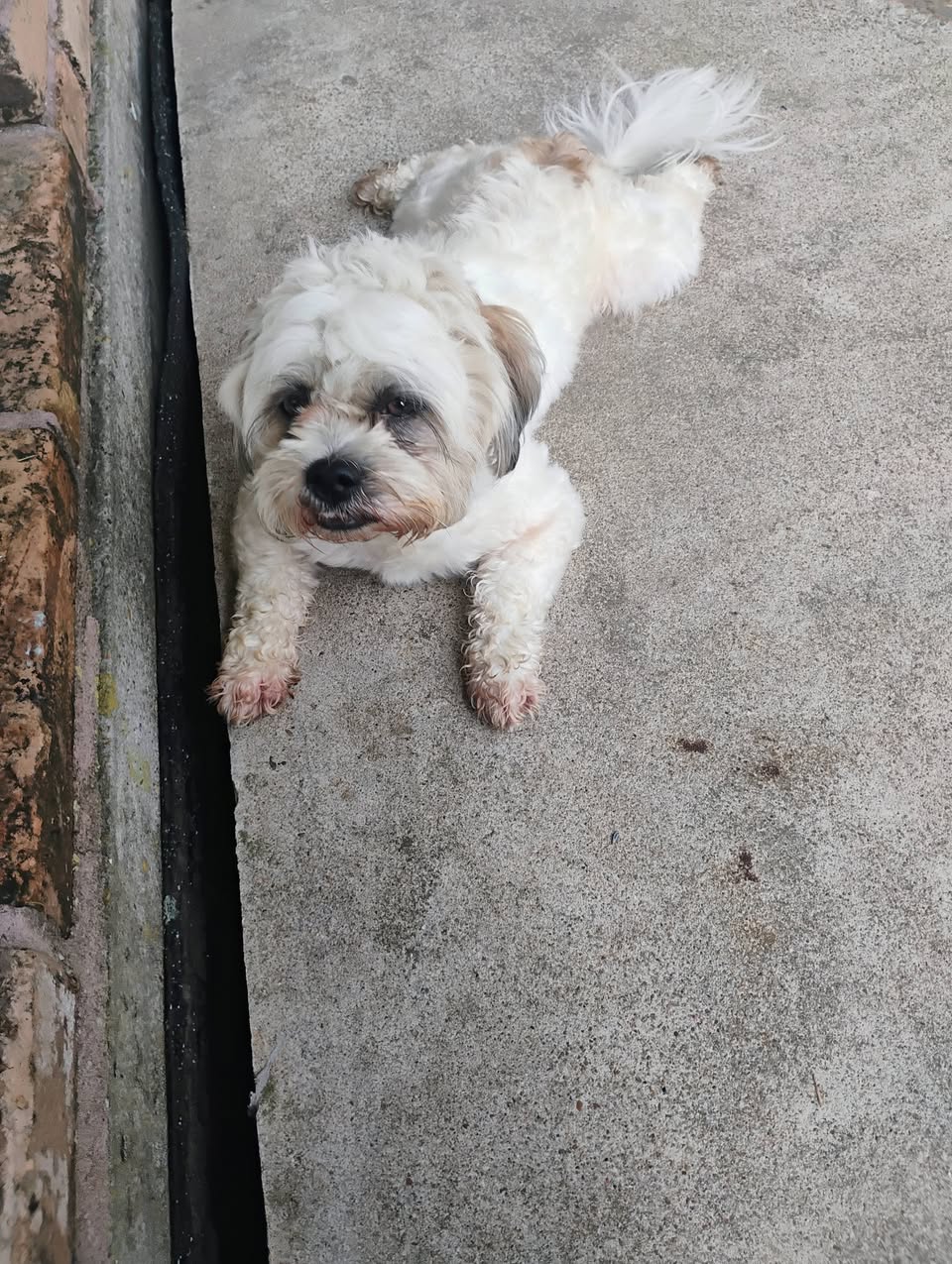 Found dog