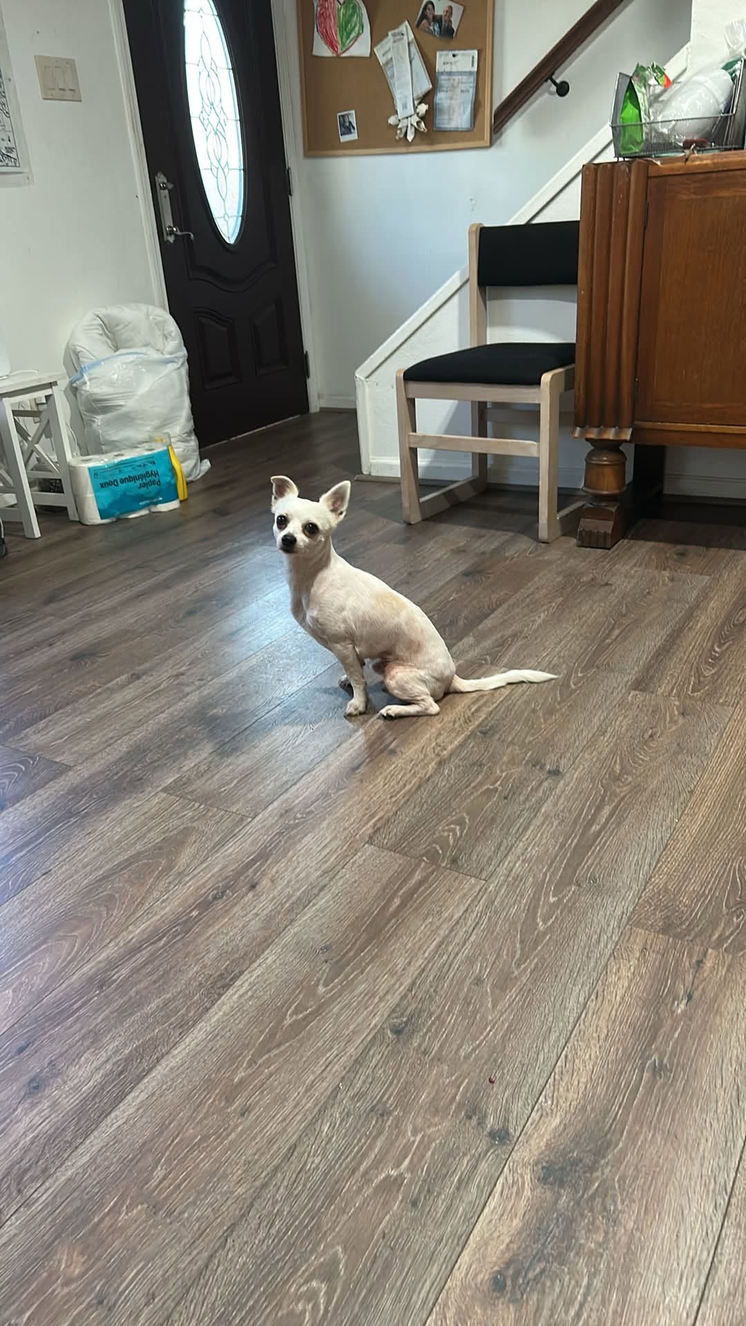 Found dog