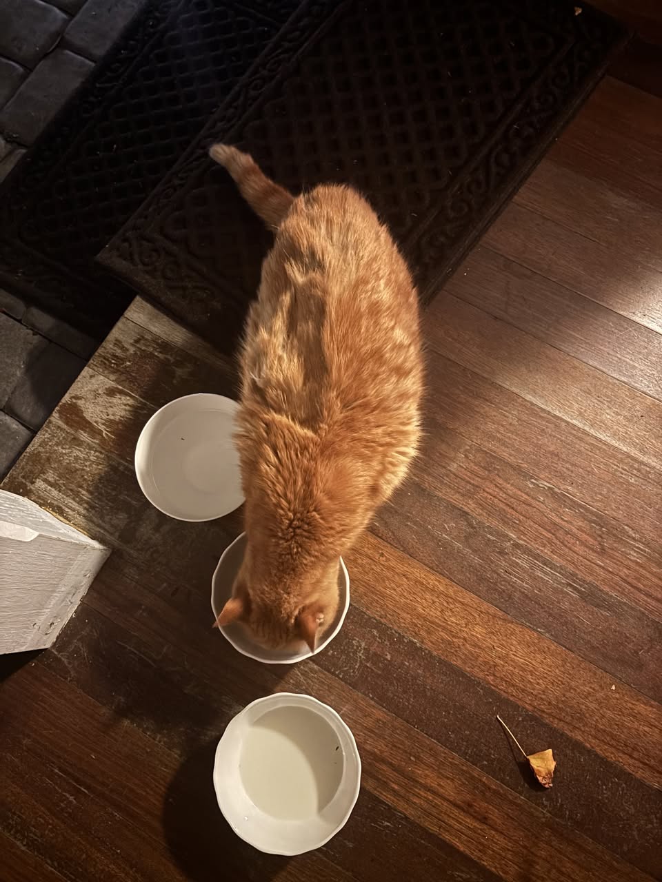 Found cat